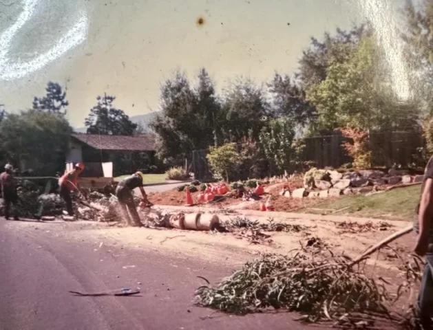 vintage photo of aly's tree trimming and yard clean up crew removing tree stumps