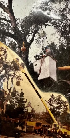 Aly's Tree Trimming and Yard Clean up worker in a cherry picker