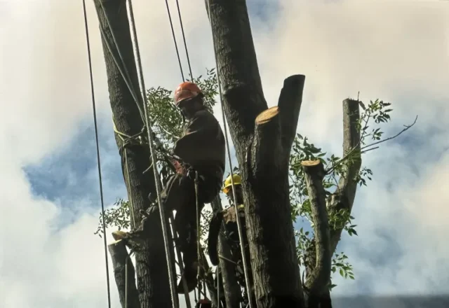 Aly's Tree Trimming and Yard Clean up worker cutting tree branches