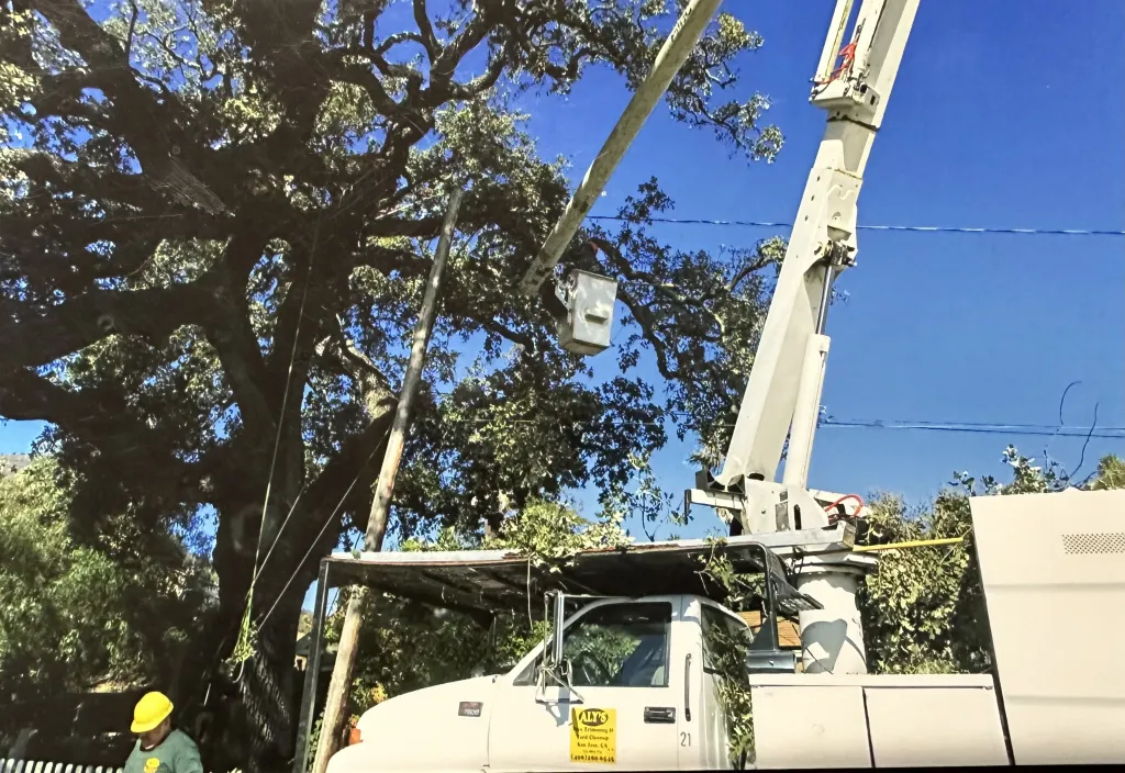 Aly's Tree Trimming and Yard Clean up cherry picker by a tree