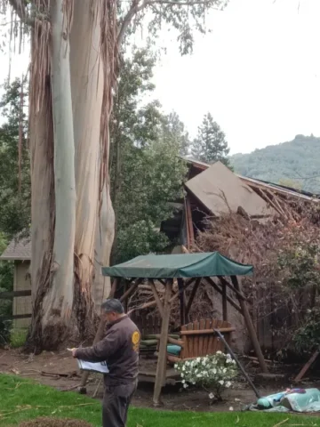 Home that has been damaged by a fallen tree with Aly in front of the wreckage