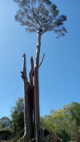 Tall tree in the bay area that has it's tree branches cut