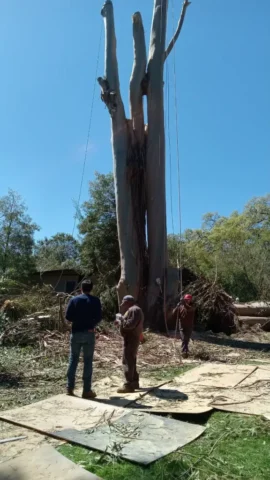 Tall tree with it's branches cut down