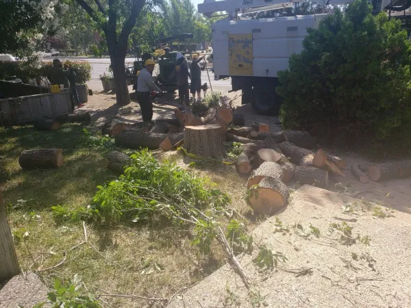 Tree stumps in a yard being removed by arborists
