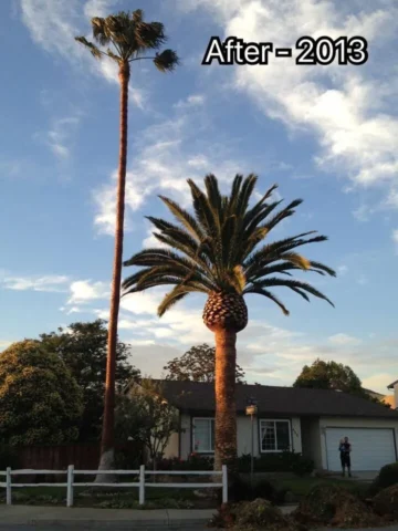 After image of a palm tree that has been trimmed