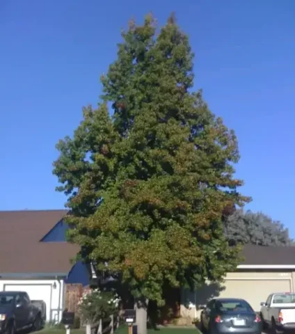 Before image of a large tree with long branches