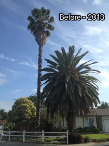 Before image of a palm tree with long leaves