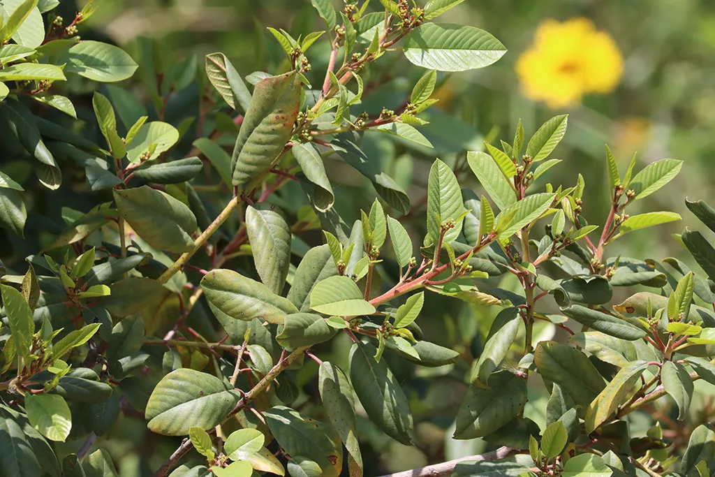 Bay Area CA lawn with green grass