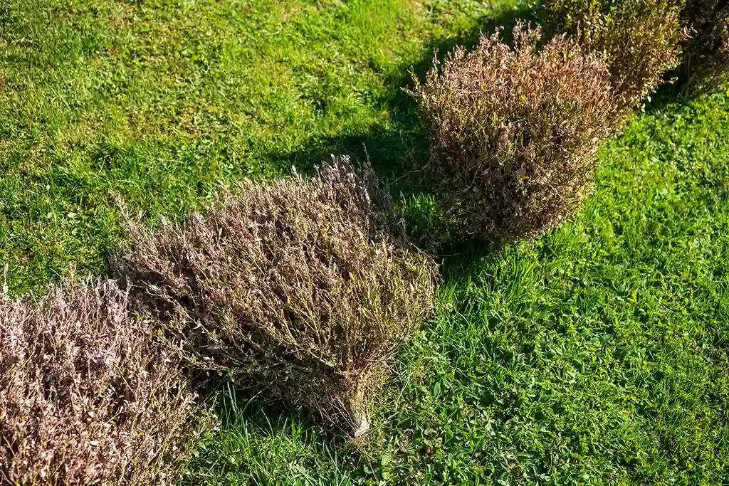 Damaged hedges ready for removal in the Bay Area CA
