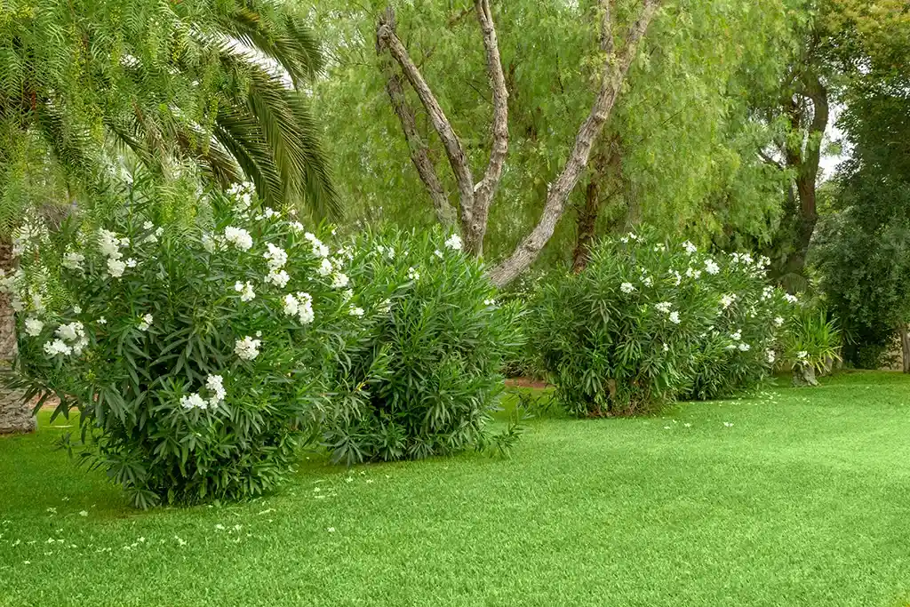 Bay Area CA lawn with green grass and oleander shrubs