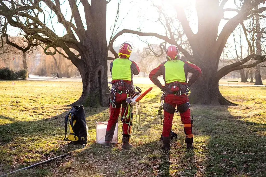 Tree technicians looking up trees