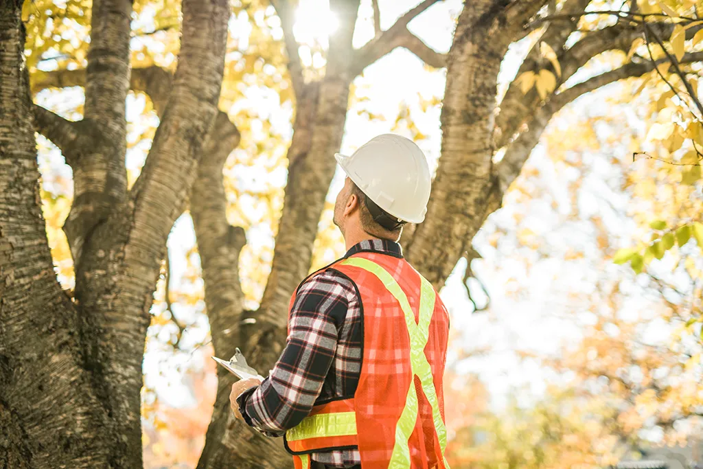Worker with safety vest surveying the branches of a tree