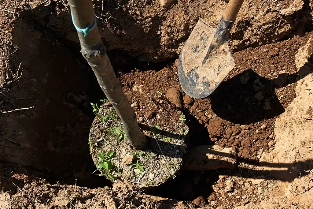 Person planting a tree with a shovel
