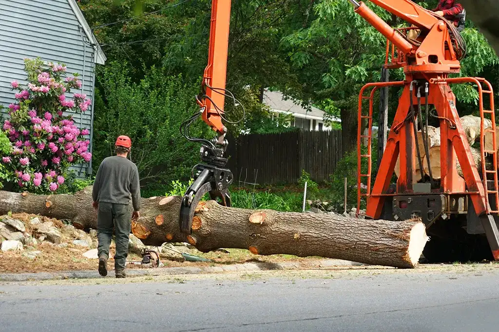 Tree removal service with a worker and heavy machinery lifting a large cut tree trunk near a residential area.