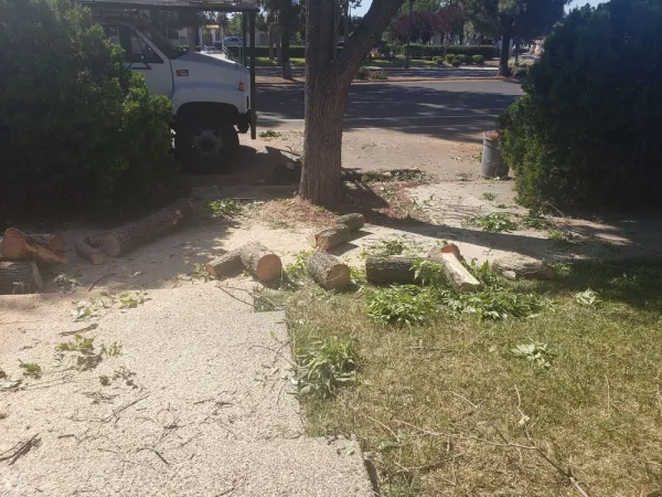 Tree stumps in a yard