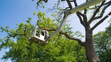 Tree care worker in a cherry picker trimming tree branches