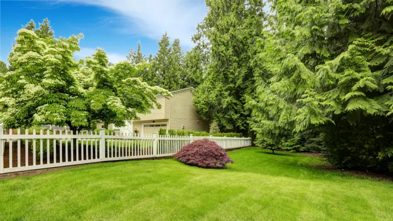 lush green backyard with trees and shrubbery