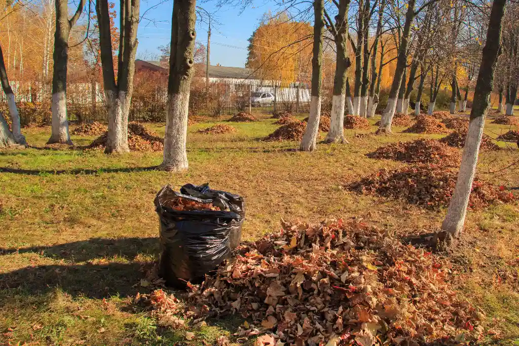 Leaves spread out in a field. Leaf and debris cleanup in the Bay Area CA