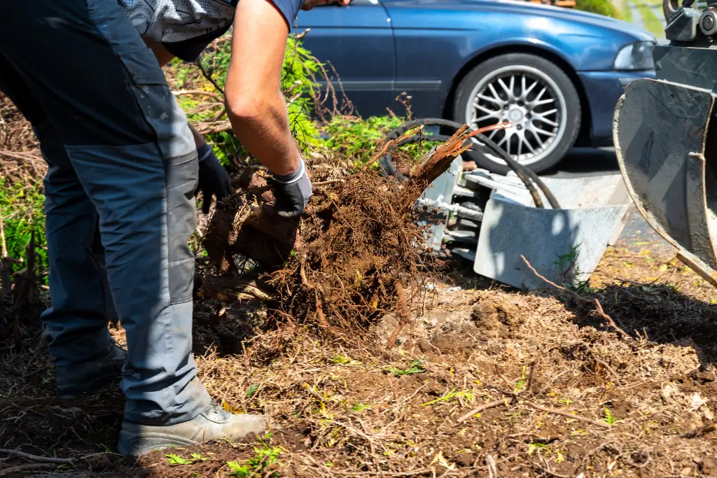 Digging out of trunk and roots with mini excavator. Shrub removal in the Bay Area CA
