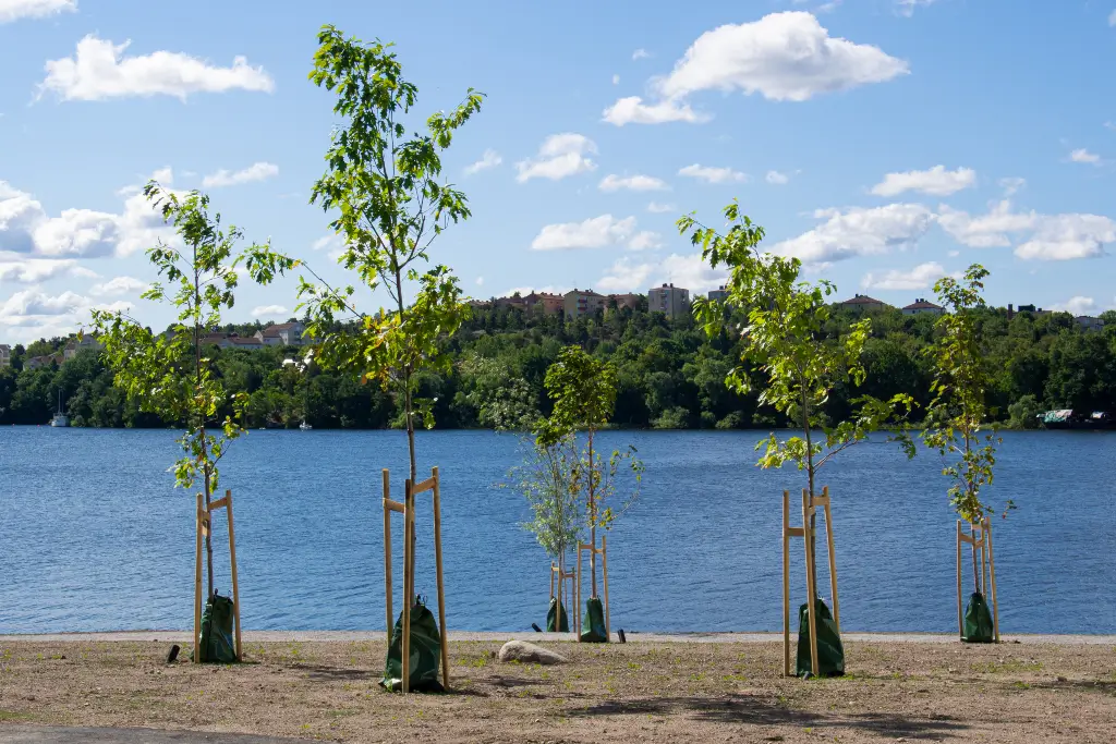 Newly planted sapling trees by a lake in the Bay Area CA