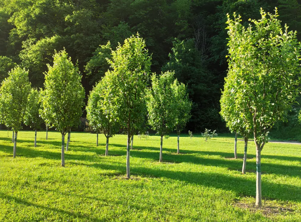 a row of recently trimmed young trees in cupertino CA