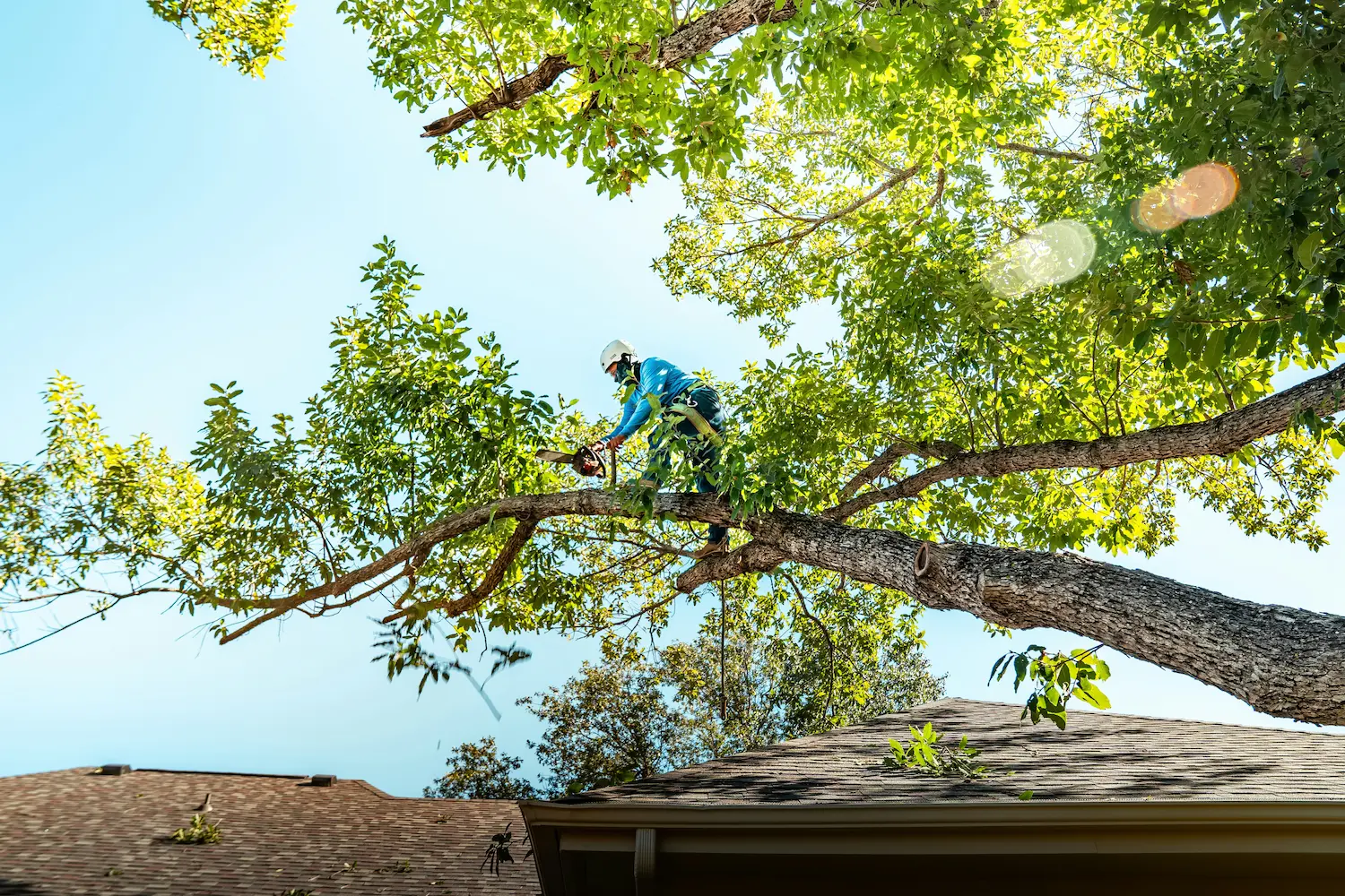 Aly's arborist pruning a tree