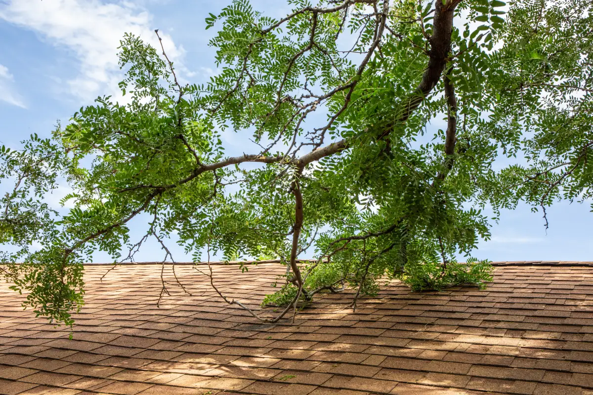 branch encroaching on roof showing importance of regular tree trimming