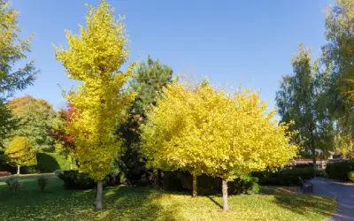 gingko biloba trees in silicon valley neighborhood