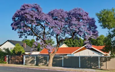 jacaranda tree in front of san jose house