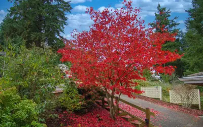 japanese maple tree in front of san jose house