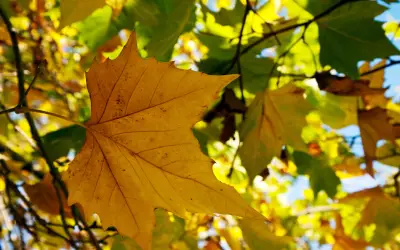 close up of london plane tree foliage