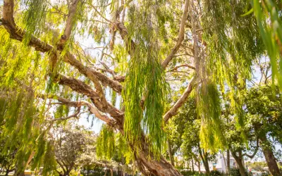 peppermint willow tree in san jose neighborhood