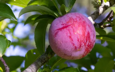 santa rosa plum tree with ripened fruit