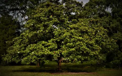 southern magnolia tree in marin county ca