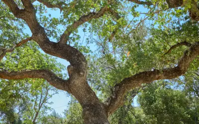 view from under a valley oak *quercus lobata) in san jose area