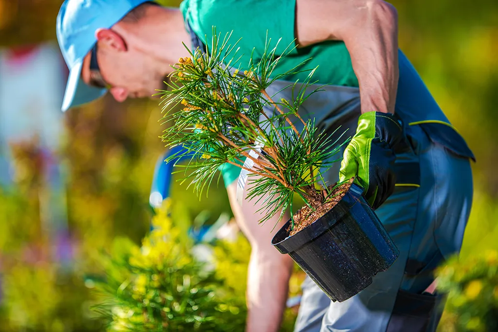 Alys Tree Trimming arborist planting a tree in a pot.