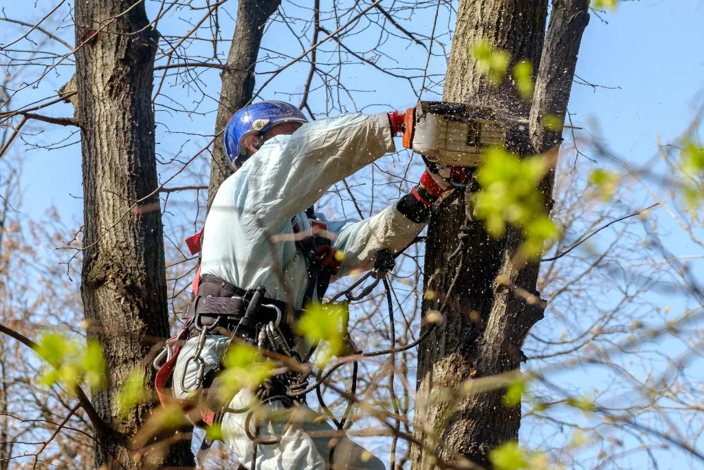Aly's tree trimming services arborist climbing on tree of local San Jose CA resident.