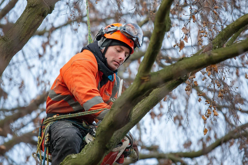 Closeup of an Aly's tree trimming services professional arborist climbing on tree of local San Jose CA resident.