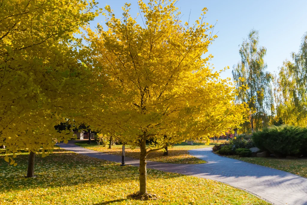 gingko biloba trees in silicon valley neighborhood