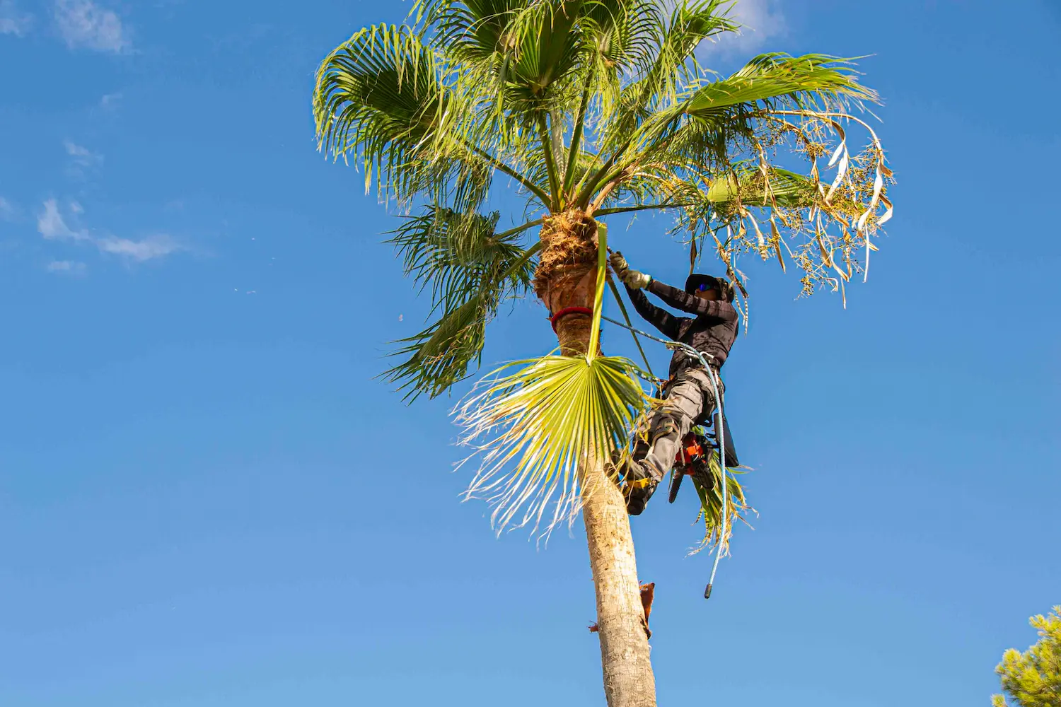 San Jose CA tree professional trimming a palm tree