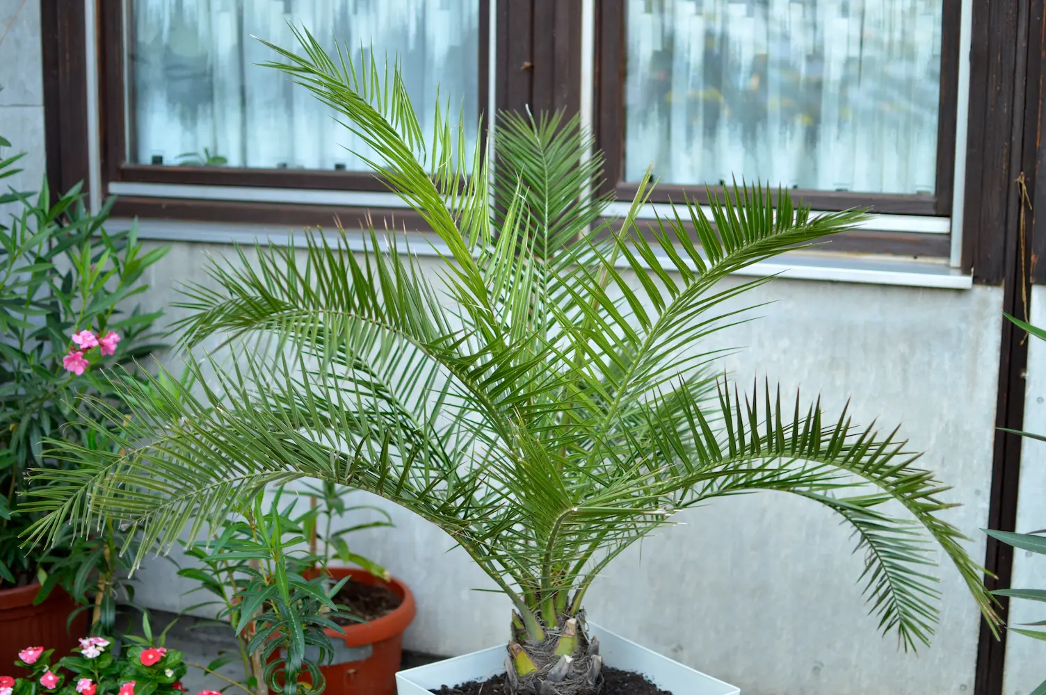 potted palm tree sapling on a San Jose home porch