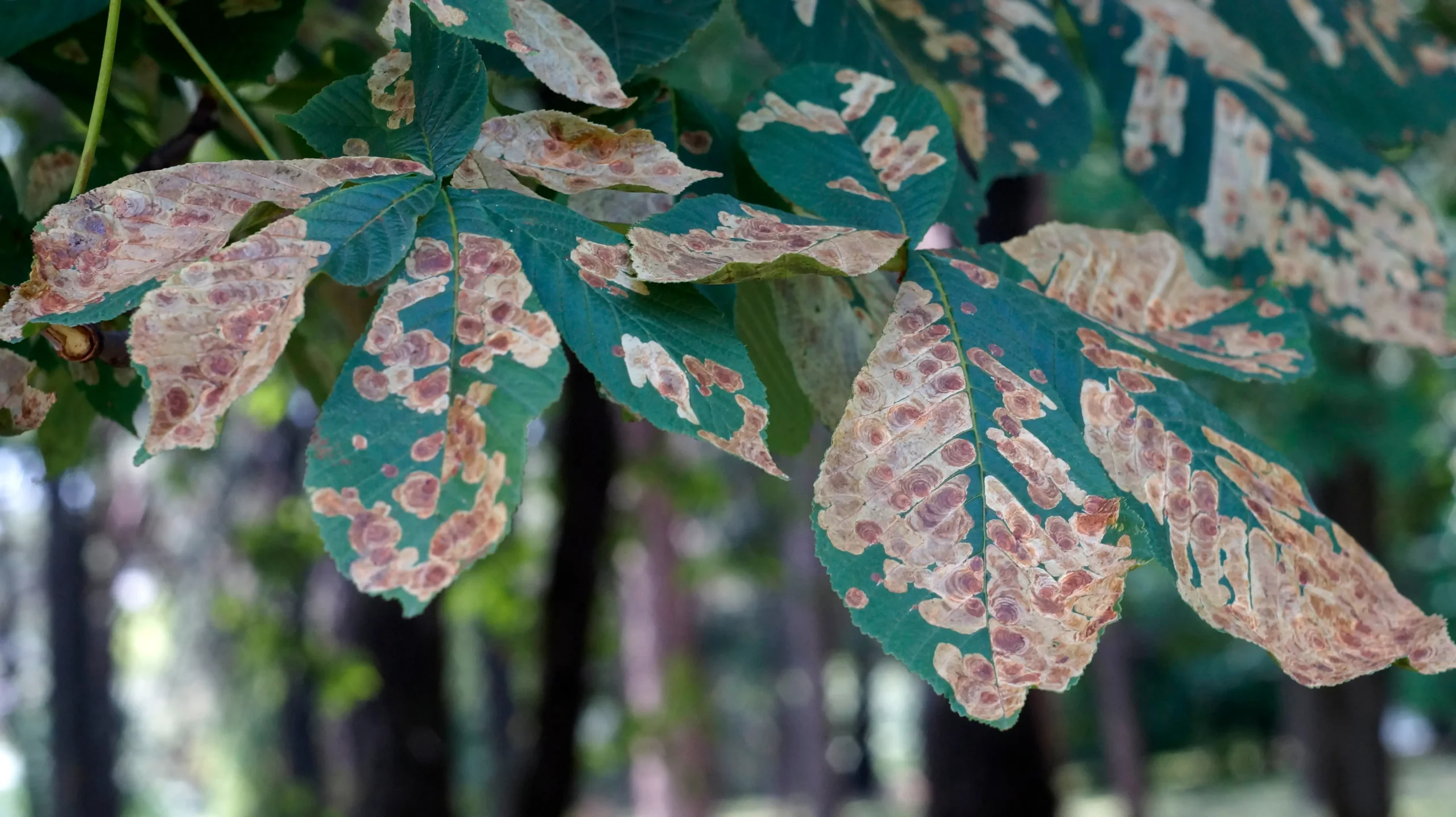 A tree with diseased leaves from a pest infestation.