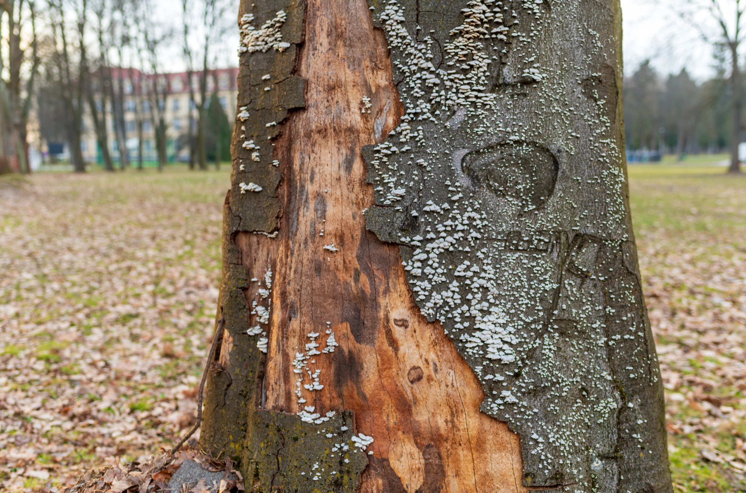 A sick tree with white fungus on the bark.