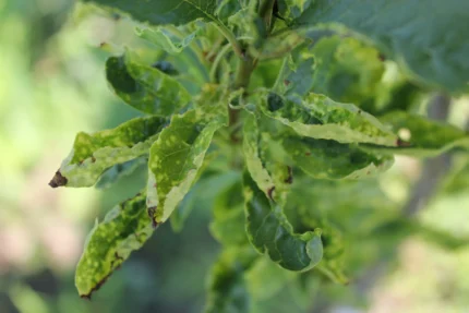 A diseased tree with shriveled up leaves with brown tips.