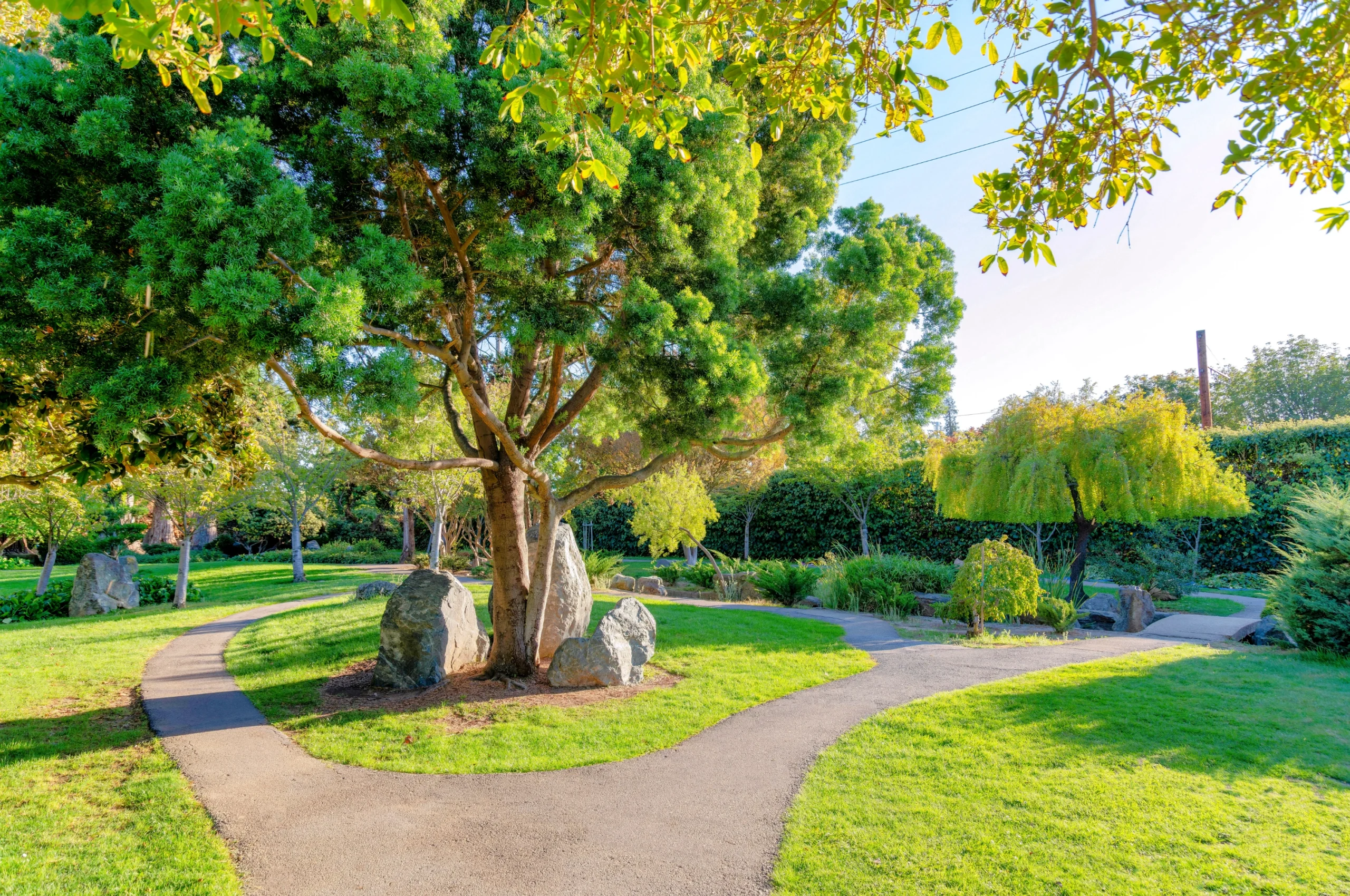 Different tree species planted in a San Jose CA yard.